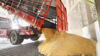 台南後壁一期稻作 收購價創11年新高