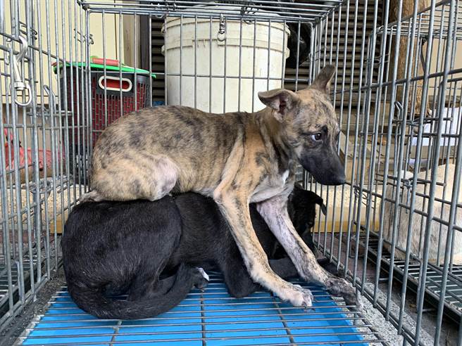 自管处最新调查显示，山上的浪犬约有400多只，周边则有600多只。2018年起在寿山周边范围强力执行TNVR（诱捕、绝育、注射疫苗、回置），结扎浪犬近500只。（自管处提供／袁庭尧高雄传真）