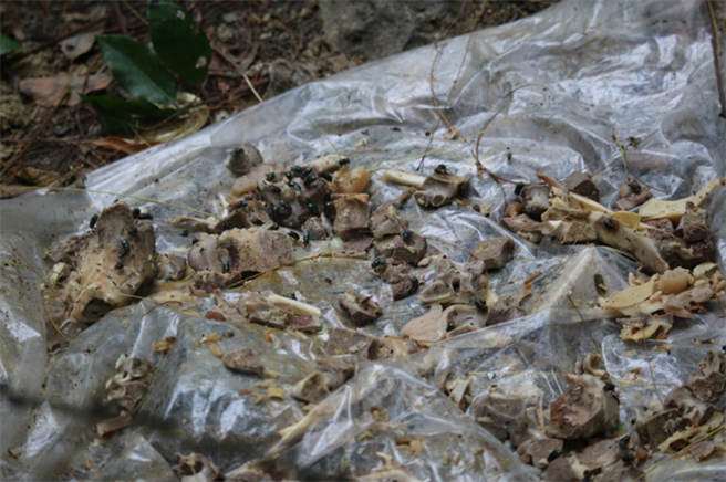 清华大学通识教育中心助理教授顏士清2021年起在寿山执行游荡犬调查，发现民眾喂食导致TNVR效果有限。（顏士清提供／袁庭尧高雄传真）