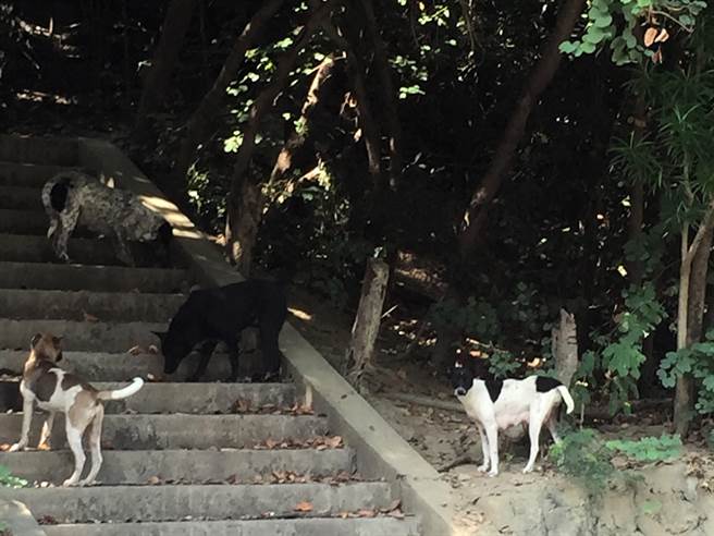 律师提醒，喂食浪犬造成他人危险，虽难证明因果，但恐怕仍有刑责及民事赔偿责任。（国家自然公园管理处提供／袁庭尧高雄传真）
