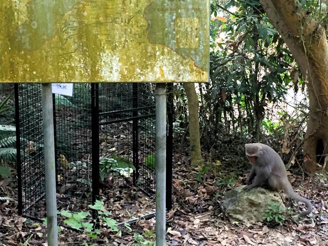 寿山周边喂食者高达50多人，其中也不乏有理念、观念正确者，与专案人员携手推动TNVR。（国家自然公园管理处提供／袁庭尧高雄传真）