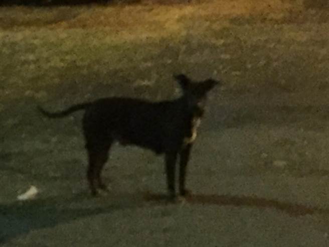 自管处TNVR计画，该计画最后共移除安置150只浪犬，结扎近500只浪犬。（国家自然公园管理处提供／袁庭尧高雄传真）