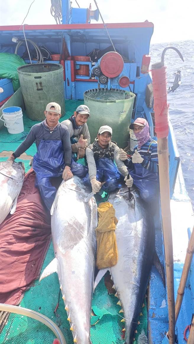 台东县成功镇新港渔港近日黑鲔鱼大爆发。(民眾提供／蔡旻妤台东传真)