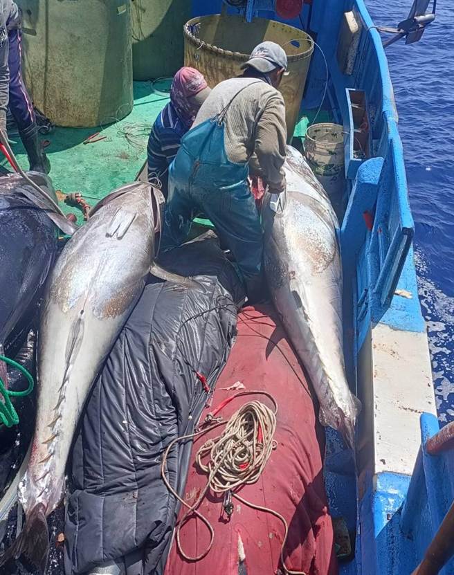 台东县成功镇新港渔港近日黑鲔鱼大爆发。(民眾提供／蔡旻妤台东传真)