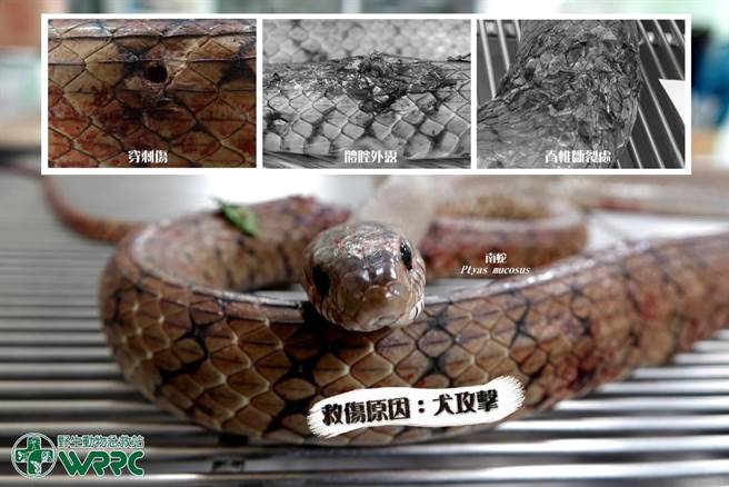 南蛇遭农场的狗攻击，甚至咬住狠甩，因多处咬伤、体腔外露且脊椎断裂，兽医将牠麻醉并安乐死。(翻摄「野生动物急救站」／杨静茹南投传真）