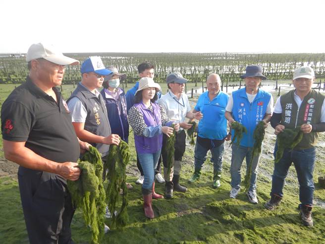 乡长林保玲表示，这种景象真的是百年一见，从未有过，海藻攀附蚵架涨退潮都包覆，不仅仅是蚵仔受影响，在附近生活的鱼虾类也是，直言这是一场生态浩劫，盼相关单位能重视。（彰化县政府提供／吴建辉彰化传真）