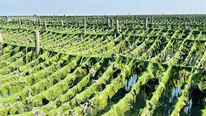  彰化县芳苑乡沿海蚵田近一个月遭大量海藻覆盖，导致大量蚵仔死亡，蚵农损失惨重。（彰化县政府提供／吴建辉彰化传真）