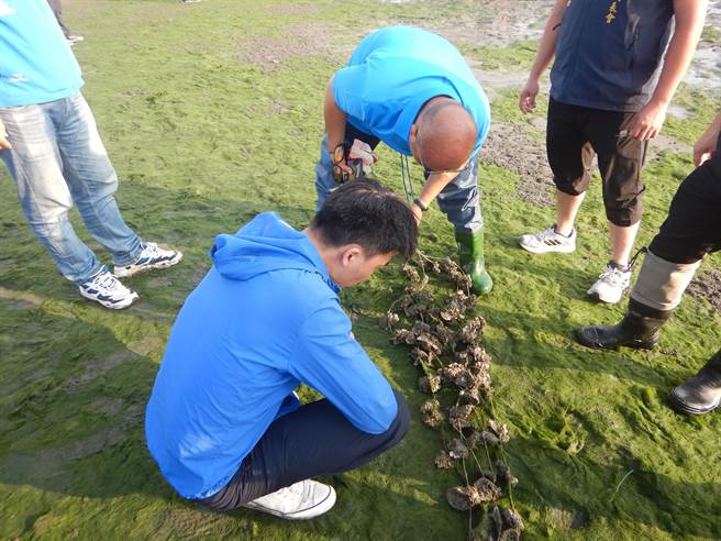 现场发现丝藻大量繁生，覆盖蚵架、蚵索造成牡蛎开口死亡，经水产试验所与渔会人员估算死亡率至少达5成。（彰化县政府提供／吴建辉彰化传真）