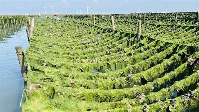 林保玲指出，日前她到蚵田巡查，从海岸往外搭蚵车至少约 6公里外海，都还是被海藻覆盖，显见覆盖问题有多严重。（彰化县政府提供／吴建辉彰化传真）