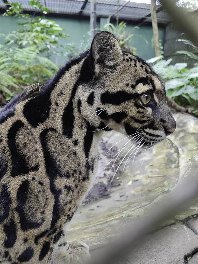 台北市立动物园云豹「Suki」今日起再度于云豹活动场亮相。（动物园提供）