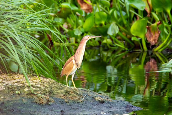 大陸一名男子在路邊發現身體薄如紙的鳥，一查才知是保育類動物，不少網友看了笑說「還以為牠被車壓扁了」。(示意圖/達志影像)