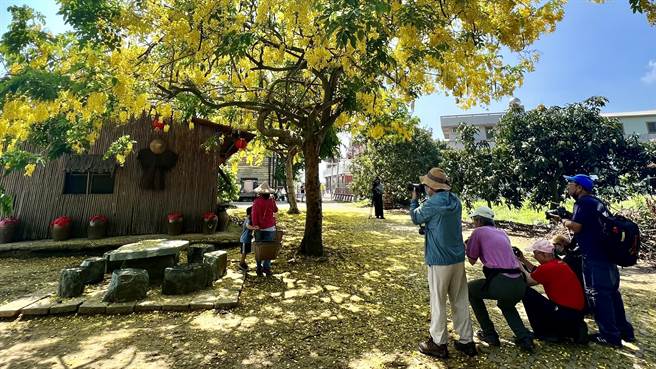 台南市白河区大山宫后方2棵高大的阿勃勒正盛开，搭配一旁充满復古氛围的竹管厝，黄金雨洒落的景观美不胜收。（张毓翎摄）