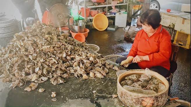 蚵农姚秋月表示，藻类是每年都会有一次，但今年确实很多，藻多蚵仔就少，今年产量因此少了5成，价格相较往年已经多了50块，现在一斤来到180元。（吴建辉摄）