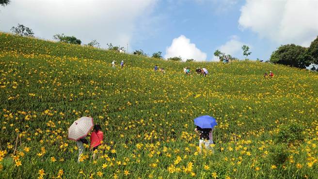 彰化县花坛乡虎山巖金针花近日进入第2波花期。（米诺斯提供／孙英哲彰化传真）