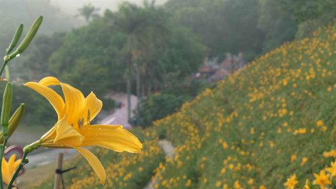 彰化县花坛乡虎山巖金针花近日进入第2波花期。（米诺斯提供／孙英哲彰化传真）