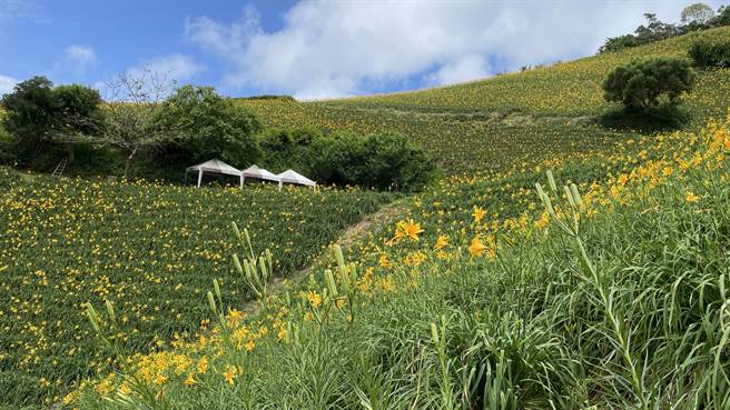 台东知本山区金针花海绽放，在阳光照耀下，犹如闪闪发光的花毯。（萧嘉蕙摄）