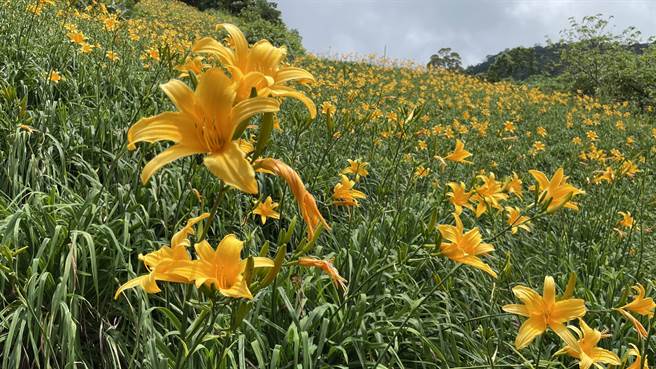 「天山农场」3年前引进改良品种「台东7号」，打造面积3.8公顷的花田，成为东部平地赏金针新秘境。（萧嘉蕙摄）