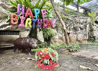 「黑色嚕嚕米」母子6月壽星 壽山動物園特製生日餐慶生