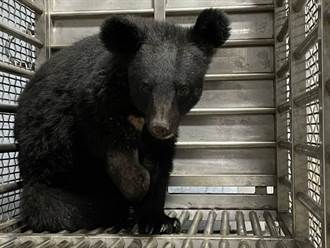 全台首宗台灣黑熊生態給付獎勵 錦屏部落接受林務局表揚
