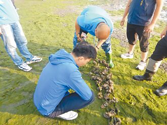 今年慢熱 導致6月海藻異象