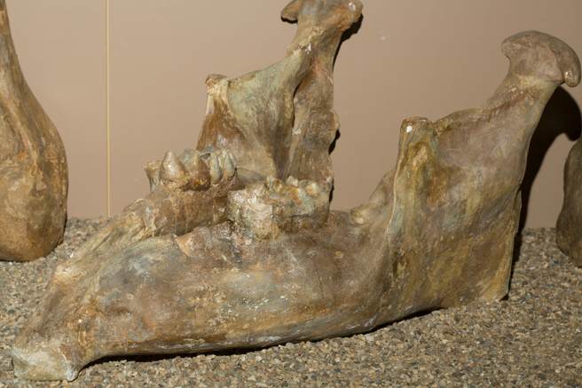 美国一名女子在加州海滩发现巨型獠牙，古生物学家一看表示，这是灭绝物种「太平洋乳齿象」的牙齿。(示意图/达志影像)