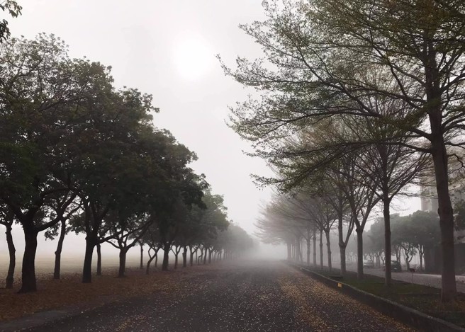 台湾原生种的茄冬树和非洲小叶榄仁树。(图/台湾房屋提供)