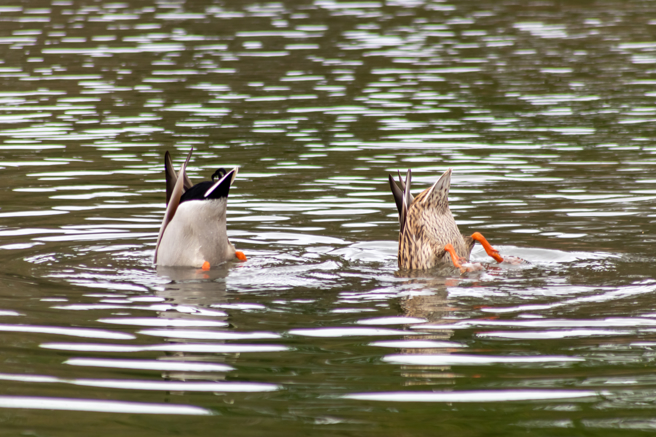 国外一名网友在湖边发现无头鸭，拉起来惊觉牠被牛蛙纠缠，经过救援后，鸭子才得以逃过一劫。(示意图/达志影像)