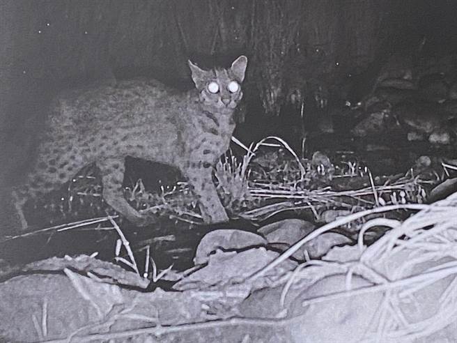 罗姓保育人士运用红外线感应感测相机拍摄到石虎现身彰化猫罗溪沿岸。（罗姓保育人士提供／孙英哲彰化传真）