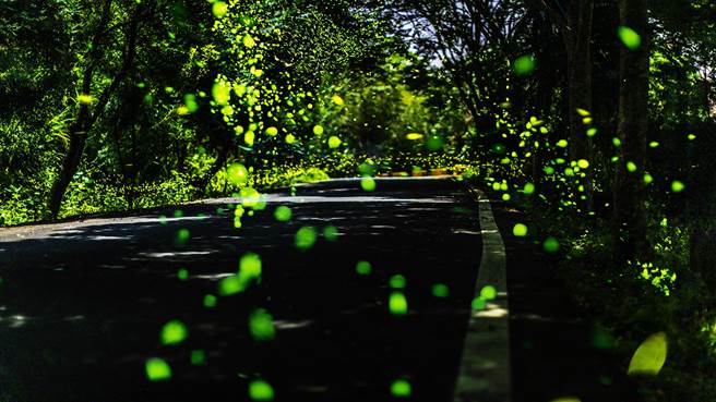 交通部观光局举办「2023观光亮点奖」，内湾东窝星海萤区入围，每年4、5月马武督道路沿线萤光点点。（罗浚滨摄）