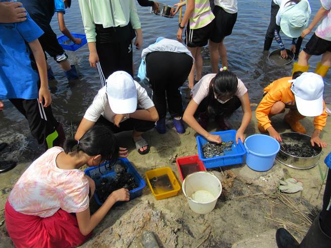 学员进行慈湖水生生物观察，以过筛法採集螺贝类，搭配图卡与解说，现场辨识水生生物。(图／金管处提供)