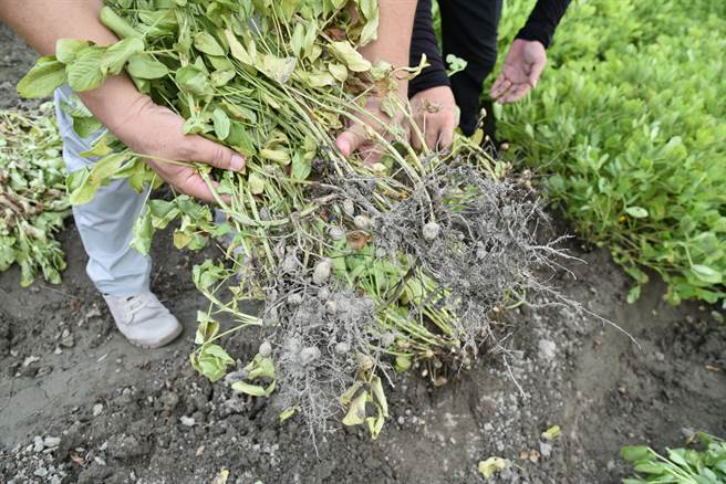 云林县花生出现结荚数减少、腐烂发芽情况，农民估计损失约3成。（云林县政府提供／张朝欣云林传真）