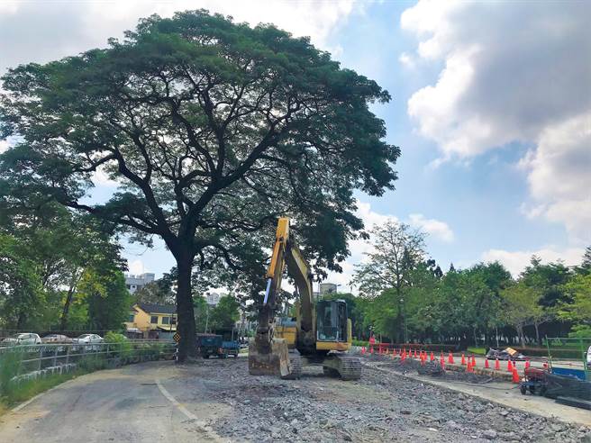 屏大无偿提供256平方公尺校地，将60米围墙内缩、最多达7米，让原3米的防汛道路扩宽成5米路，藉此成功护住树龄超过一甲子的雨豆树。（谢佳潾摄）