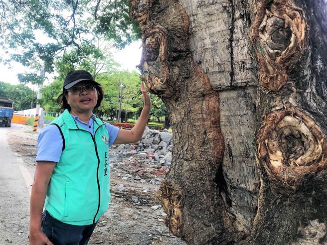 屏大无偿提供256平方公尺校地，将60米围墙内缩、最多达7米，让原3米的防汛道路扩宽成5米路，藉此成功护住树龄超过一甲子的雨豆树。（谢佳潾摄）