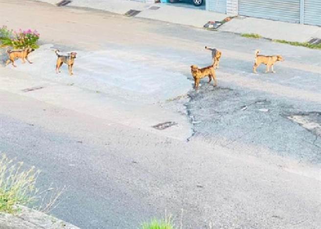 云林县北港河滨公园斥资逾亿元兴建，却因流浪狗群聚让民眾却步。（民眾提供／张朝欣云林传真）