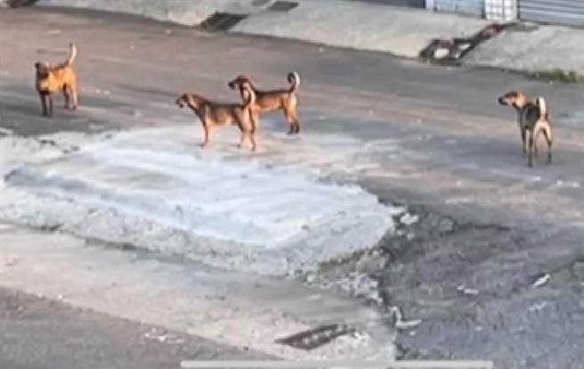 云林县北港河滨公园因有人喂养流浪狗，成为浪犬聚集处。（民眾提供／张朝欣云林传真）