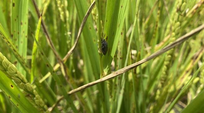 关山镇有机田区出现黑椿象虫危害。（蔡旻妤摄）