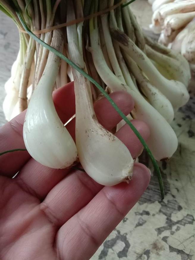 蕗荞具有强烈的辛香气味，口感爽脆，是部落餐桌上的常客。（民眾提供／萧嘉蕙台东传真）