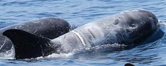 環團調查：38％花紋海豚傷疤與人類活動相關