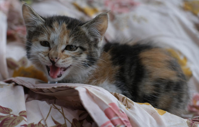 大陆一名饲主在路边发现濒死小猫，起初没有打算饲养，未料在爱犬的坚持下，她最终还是选择收编。(示意图/达志影像)