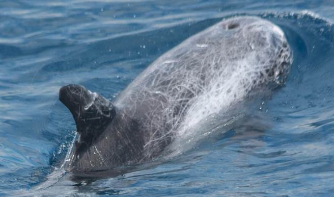 黑潮经由照片辨识方法（Photo-ID）分析50只花纹海豚体表伤疤。（黑潮海洋文教基金会提供／林良齐台北传真）