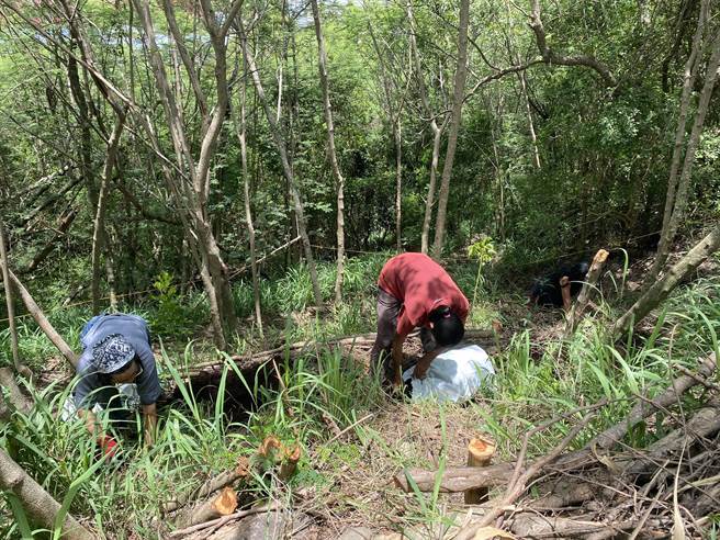外来种银合欢影响台东鲤鱼山生态环境，台东林管处携手环境工作者小区域移除。（蔡旻妤摄）