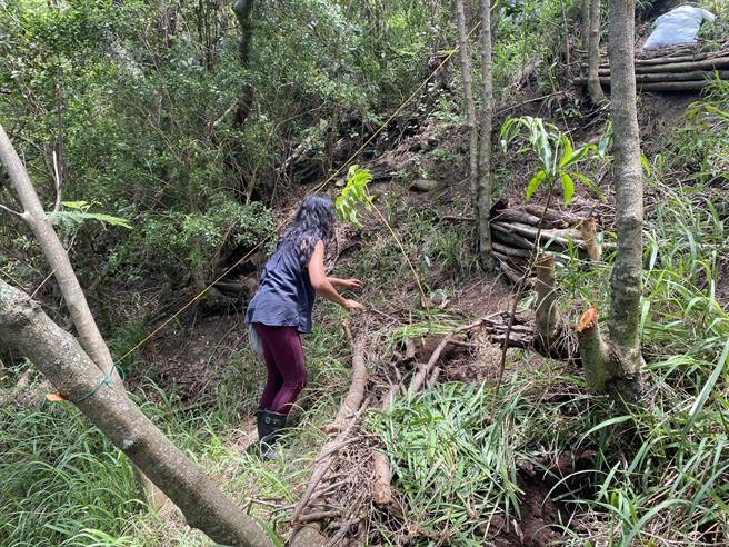 外来种银合欢影响台东鲤鱼山生态环境，台东林管处携手环境工作者小区域移除。（蔡旻妤摄）