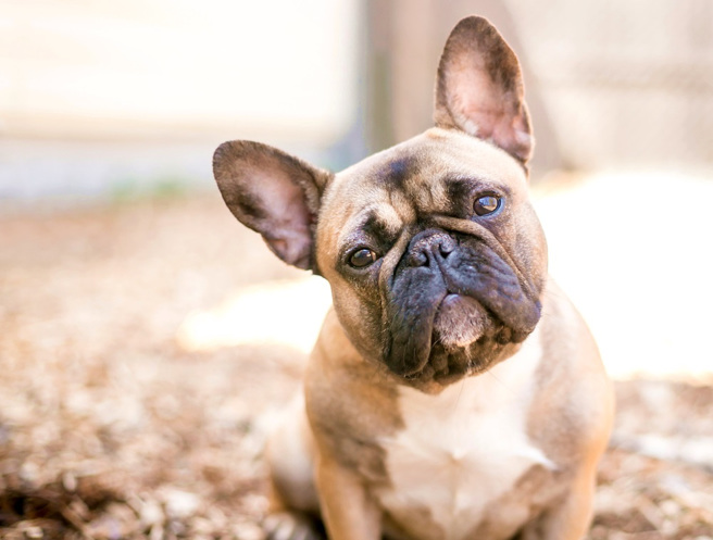 法斗成为美国2022年最受欢迎犬种。（资料照／shutterstock）