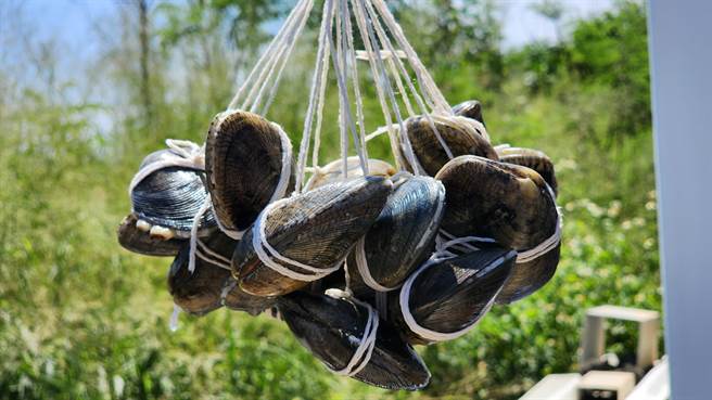 澎湖县成串的大蛤包饭化身「大蛤粽」。（许逸民摄）