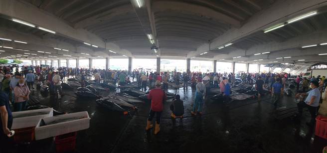 屏东黑鲔鱼文化观光季正在进行中，黑鲔鱼拍卖实况也成了近期东港鱼市场的日常。（东港区渔会提供／谢佳潾屏东传真）