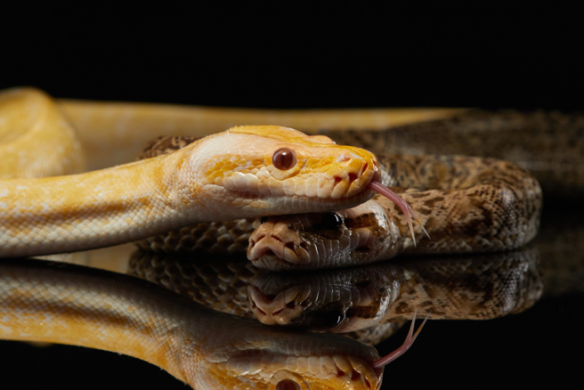 季节迈入炎热夏天，也是蛇类活动最频繁、交配的时期。(示意图／shutterstock)