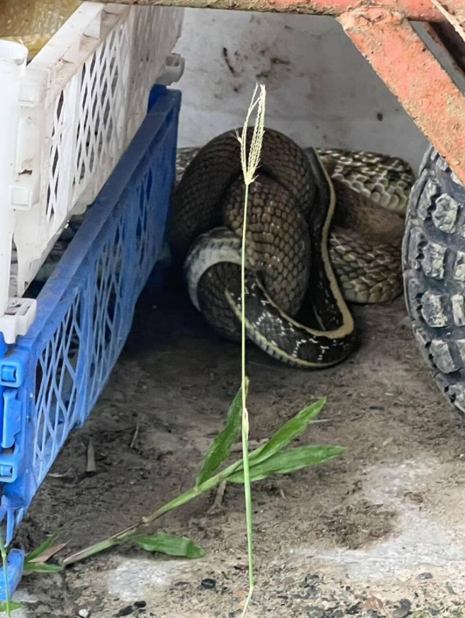 云林斗六有民眾报案，在民宅外发现两蛇交缠，专家听闻后原以为在交配，到现场才发现竟是臭青母正在吞噬体型较小的黑眉锦蛇。(图／读者提供)