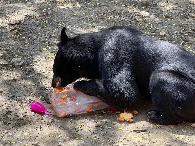 寿山动物园发现台湾黑熊「波比」上犬齿断裂，随即找来动物医院医师团队替「波比」根管治疗并戴上牙套，这也让牠在享用食物时露出闪闪发光的银色牙齿。（高市府观光局提供／洪浩轩高雄传真）
