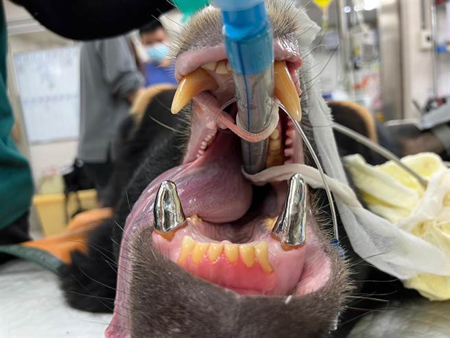 寿山动物园发现台湾黑熊「波比」上犬齿断裂，随即找来动物医院医师团队替「波比」根管治疗并戴上牙套，这也让牠在享用食物时露出闪闪发光的银色牙齿。（高市府观光局提供／洪浩轩高雄传真）