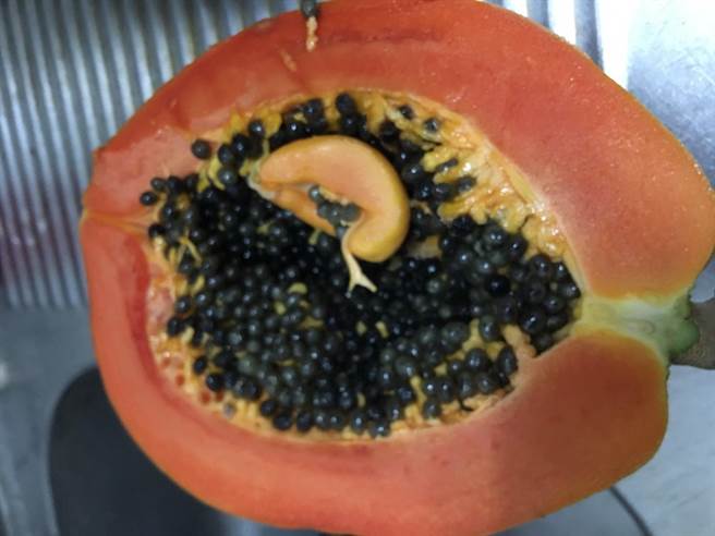 蔡姓民眾切开木瓜发现里面有一颗生长不完全的小木瓜，令人啧啧称奇。（蔡姓民眾提供／孙英哲彰化报导）